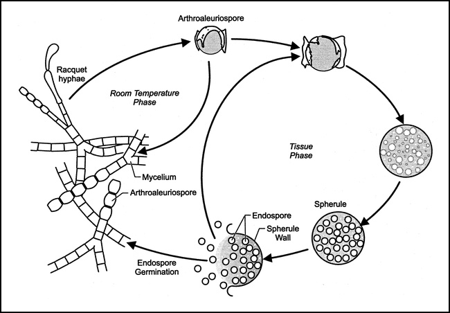 fig 1.