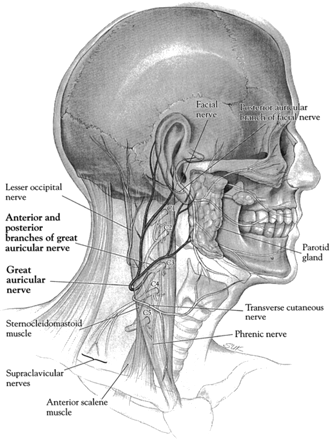 fig 1.