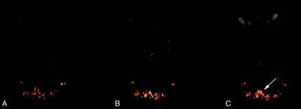 Fig 2.