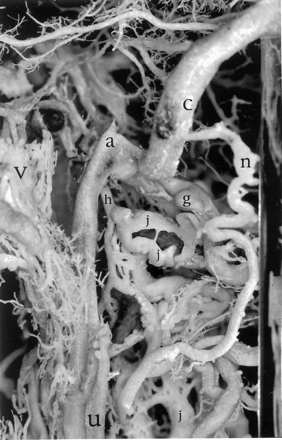 Fig 4.
