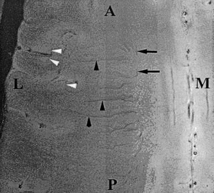 Fig 4.