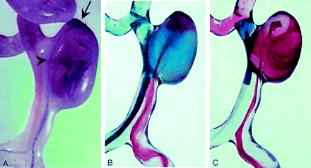 Fig 1.