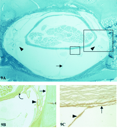Fig 9.