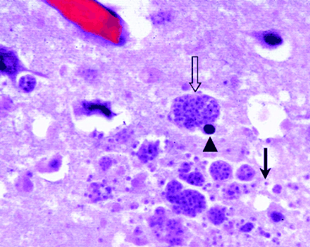 Fig 3.