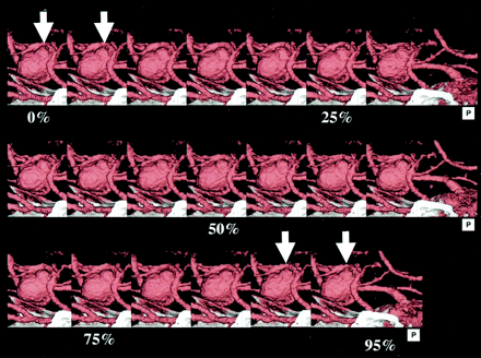 Fig 1.