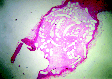 Fig 2.