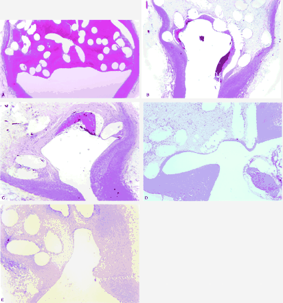 Fig 1.