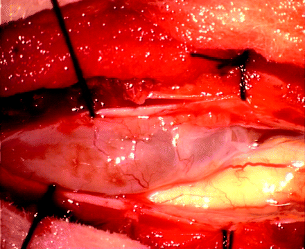 Fig 3.