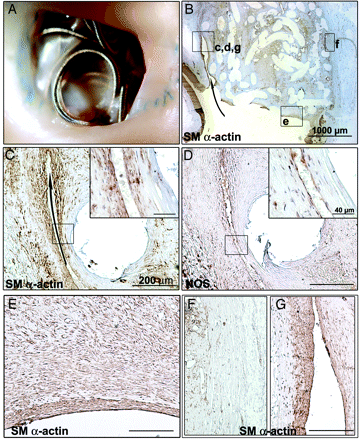 Fig 4.