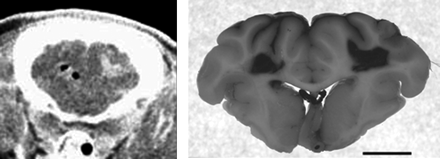 Fig 1.