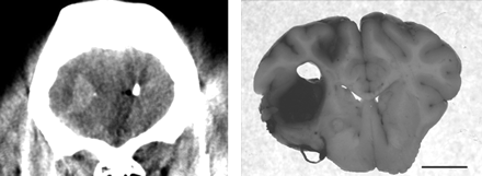 Fig 3.