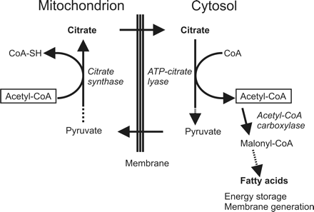 Fig 6.