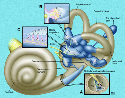 Fig 1.
