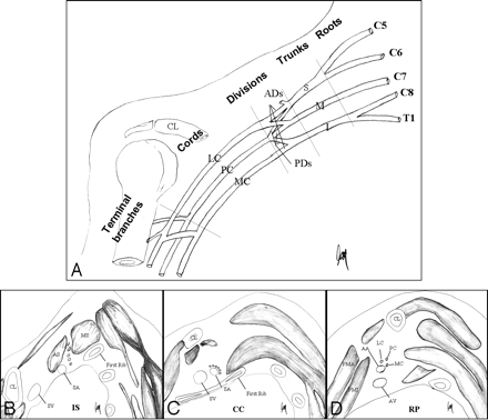 Fig 1.