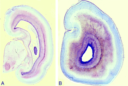 Fig 6.