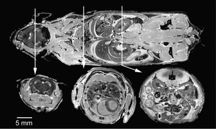 Fig 5.