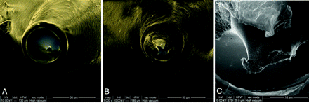 Fig 4.
