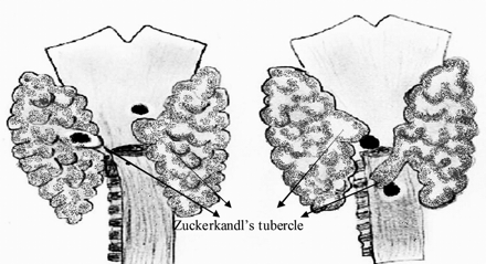 Fig 1.