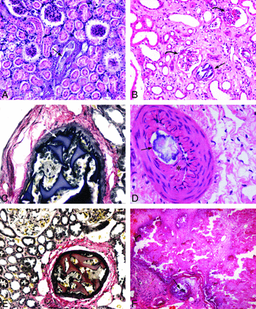 Fig 6.