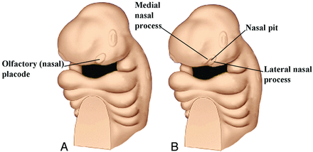 Fig 1.