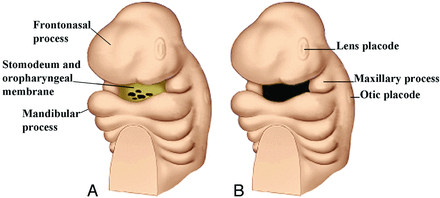 Fig 2.