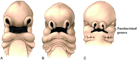 Fig 5.