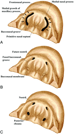 Fig 7.