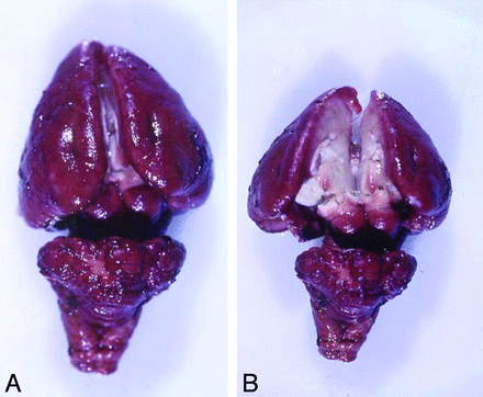 Fig 5.