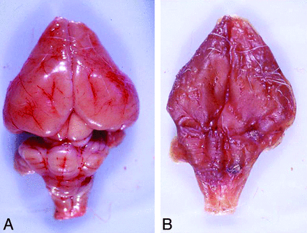 Fig 6.