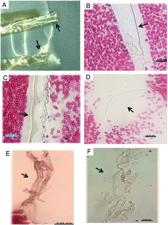 FIG 4.