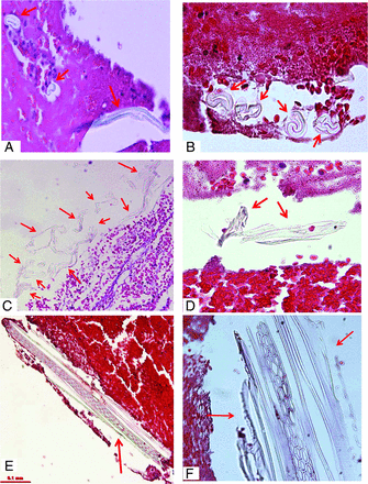 FIG 5.