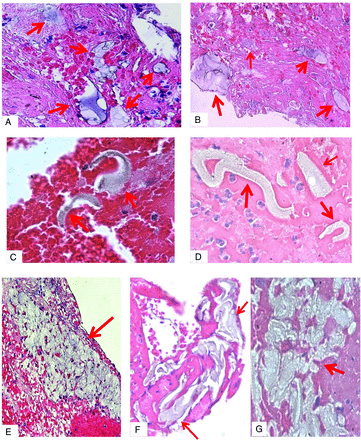 FIG 6.
